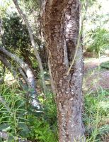 Freylinia lanceolata stem