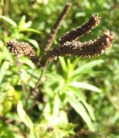 Mentha longifolia fruit spikes