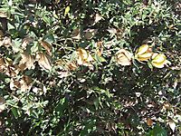 Barleria greenii