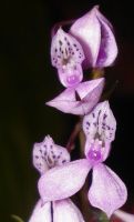 Brownleea coerulea pink-mauve inflorescence