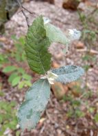 Brachylaena discolor leaves