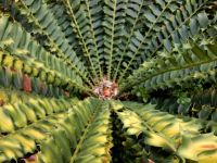 Encephalartos ferox leaf rosette base