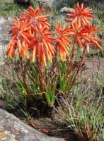 Aloe chortolirioides var. woolliana