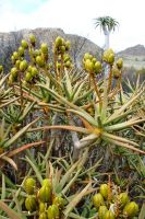 Aloidendron ramosissimum green fruit