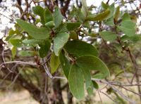 Euclea crispa subsp. crispa opposite leaves