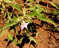 Solanum eleagnifolium leaves