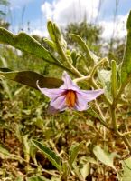 Solanum eleagnifolium flower