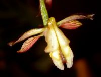 Eulophia clitellifera flower from above