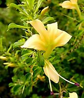 Barleria rotundifolia two-lipped flower