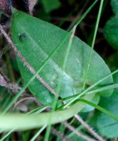 Huttonaea oreophila leaf