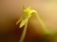 Mystacidium flanaganii flower