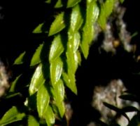 Felicia echinata leaves