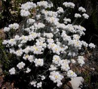 Syncarpha paniculata flowering vigorously