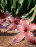 Stapelia hirsuta var. tsomoensis flowers