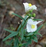 Nemesia fruticans leaves and sepals