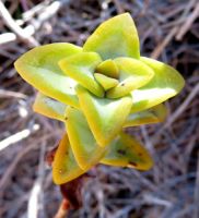Crassula rupestris stem-tip leaves