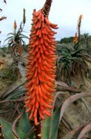 Aloe africana raceme of buds