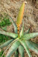 Aloe africana leaves