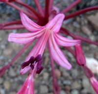 Brunsvigia striata pink flower