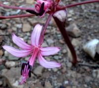 Brunsvigia striata pale flower