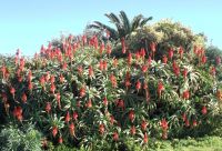 Aloe arborescens in a big garden
