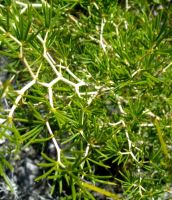 Asparagus lignosus stems zigzagging