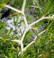 Asparagus lignosus white stems grooved