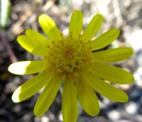 Crassothonna cylindrica flowerhead