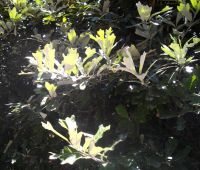 Brachylaena elliptica leaves velvety below
