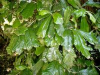 Brachylaena elliptica leaves glossy above