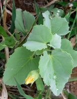 Abutilon austro-africanum leaves