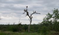 Whitebacked vulture food scouts
