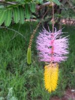 Dichrostachys cinerea flower spike and bud