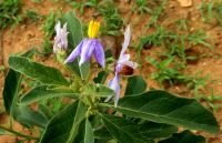 Solanum campylacanthum subsp. panduriforme