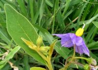 Solanum campylacanthum subsp. panduriforme flower