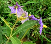 Solanum campylacanthum subsp. panduriforme back ends of flowers