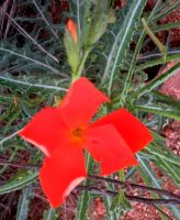 Tricliceras laceratum flower