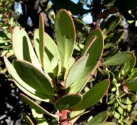 Protea glabra old stem-tip