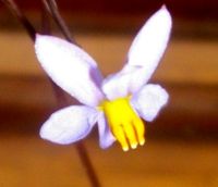 Cyanella hyacinthoides flower