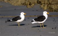 Kelp gulls or Cape gulls?