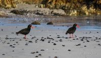 African black oyster catchers