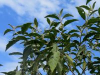 Solanum campylacanthum subsp. panduriforme fruit