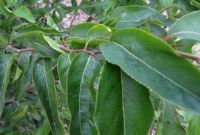Ziziphus mucronata subsp. mucronata atypical leaves