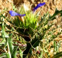 Acanthopsis villosa flower spike