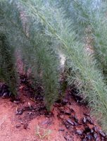 Asparagus juniperoides