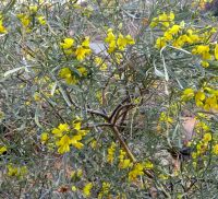Calobota sericea flowering yellow