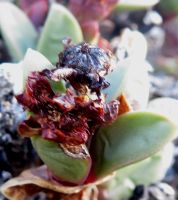 Schlechteranthus hallii fruit capsule