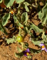 Solanum burchellii berry colour changes