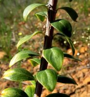 Agathosma betulina leaves