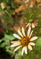 Ursinia anthemoides flowerhead